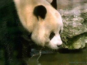 Animals-00005