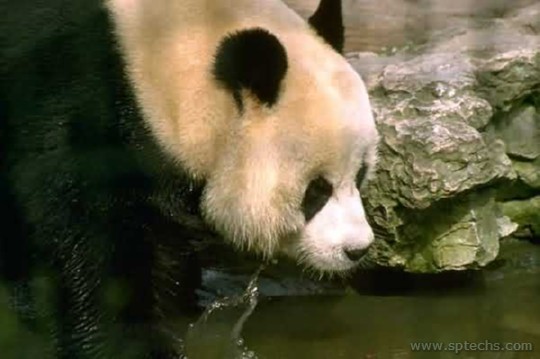 Animals-00005