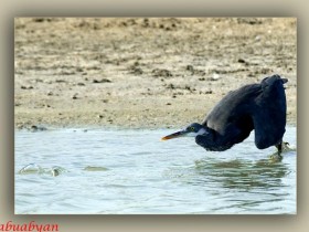 صور من ابداع اعضاء عمان فوتو