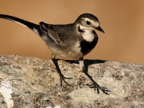 صور من ابداع اعضاء عمان فوتو
