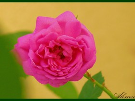 صور من ابداع اعضاء عمان فوتو