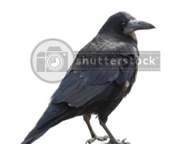 عصفوره سوده