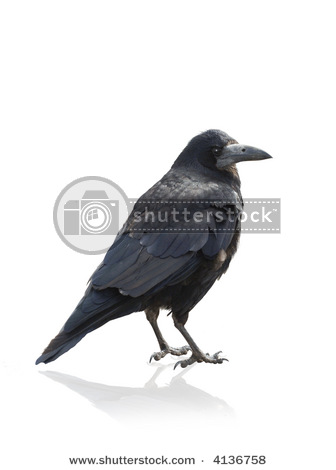 عصفوره سوده