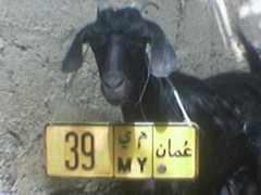 عنز للبيع مع الرقم