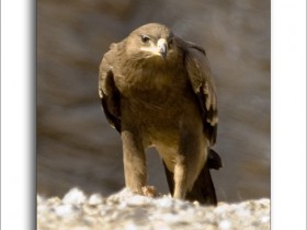 صور من ابداع اعضاء عمان فوتو