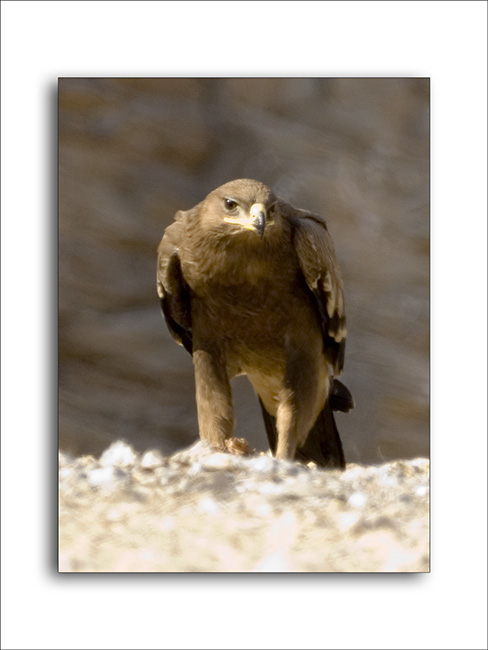 صور من ابداع اعضاء عمان فوتو