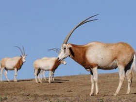 صور منوعة من الإنترنت