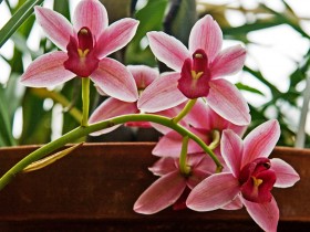 صور منوعة من الإنترنت