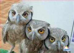 thumb_funny-animals-9213200814617_1_