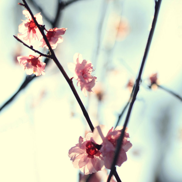My_spring_by_incredi
