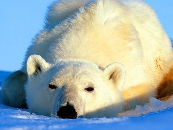 الدب القطبي