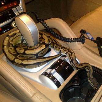 ّ ُ¸'̵  