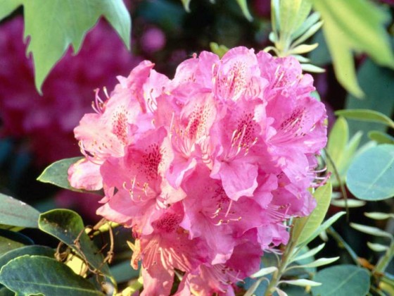 PTBL0033