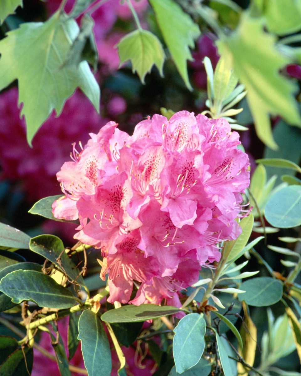 PTBL0033