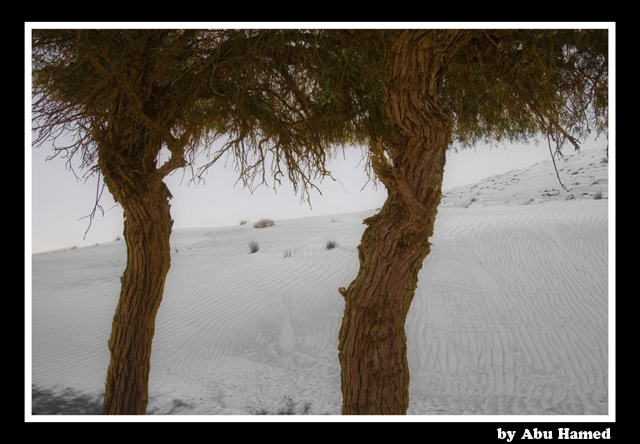 صور من ابداع اعضاء عمان فوتو