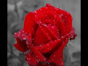 صور منوعة من الإنترنت