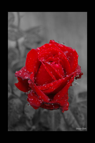 صور منوعة من الإنترنت