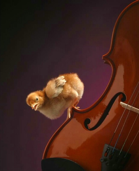 0403170424431194_9421222_1_