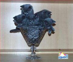 thumb_funny-animals-11213200814631_1_