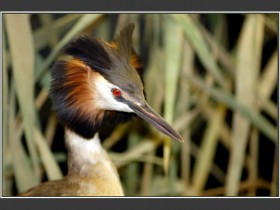 صور من ابداع اعضاء عمان فوتو