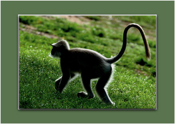 صور من ابداع اعضاء عمان فوتو