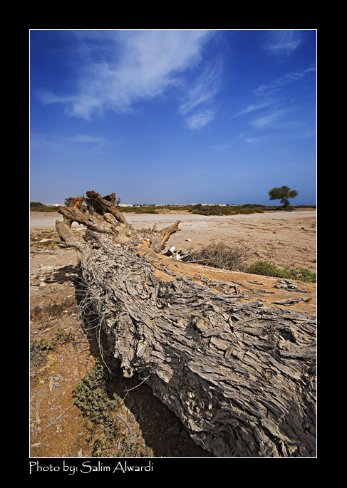 صور من ابداع اعضاء عمان فوتو
