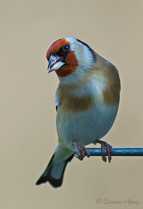 صور منوعة من الإنترنت