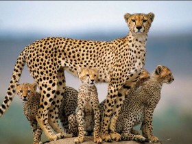 النمر
