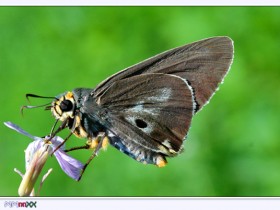 صور من ابداع اعضاء عمان فوتو