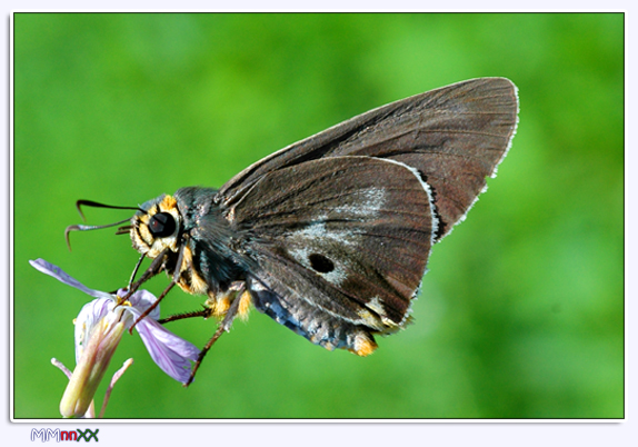 صور من ابداع اعضاء عمان فوتو