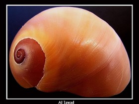 صور من ابداع اعضاء عمان فوتو