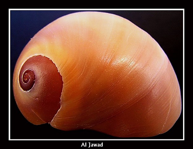 صور من ابداع اعضاء عمان فوتو