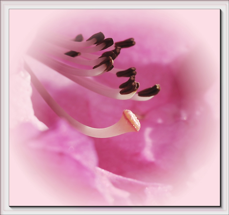 صور منوعة من الإنترنت