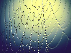 Nature_Jewels_II_by_dansch