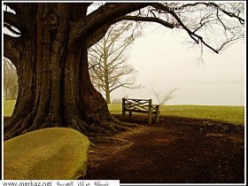 nice_pic_design_photo_59_1_