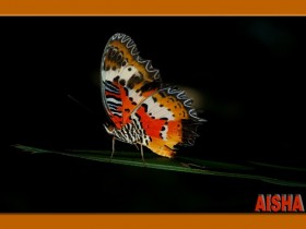 صور من ابداع اعضاء عمان فوتو