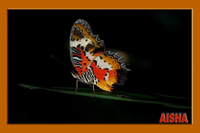 صور من ابداع اعضاء عمان فوتو