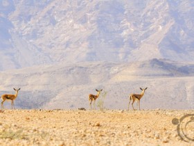 صور من ابداع اعضاء عمان فوتو