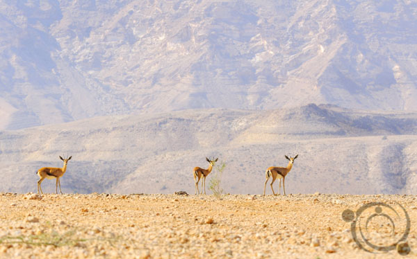 صور من ابداع اعضاء عمان فوتو