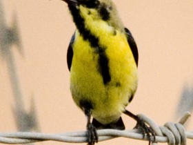 صور من ابداع اعضاء عمان فوتو