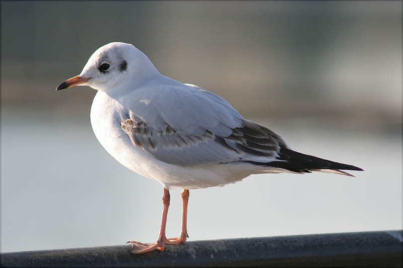 صور منوعة من الإنترنت