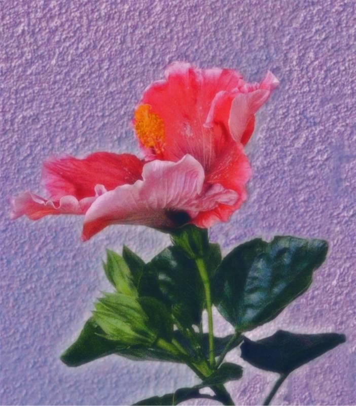 صور منوعة من الإنترنت