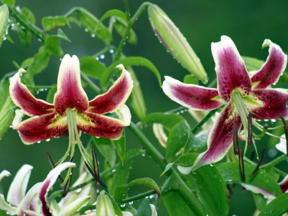 زهور