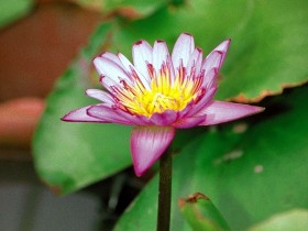 FL0491