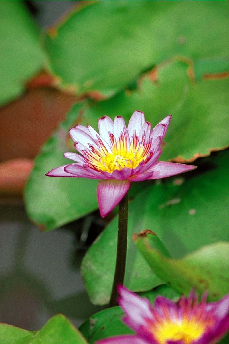 FL0491