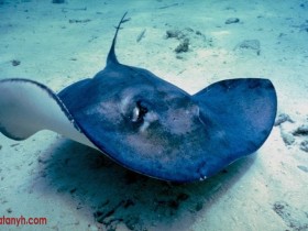 fish594_1_
