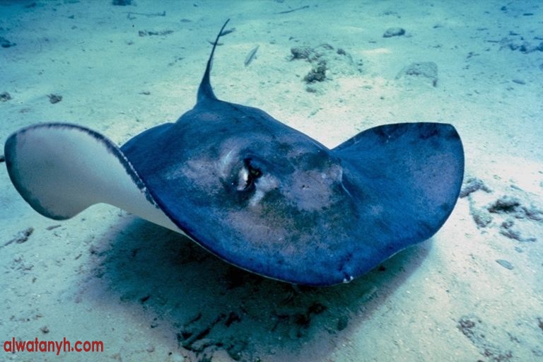fish594_1_