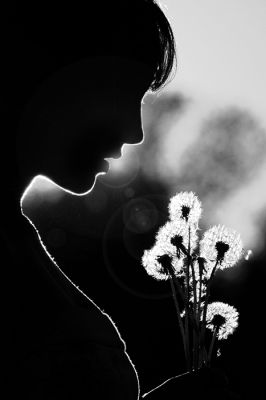 normal_dandelion_by_tynaS