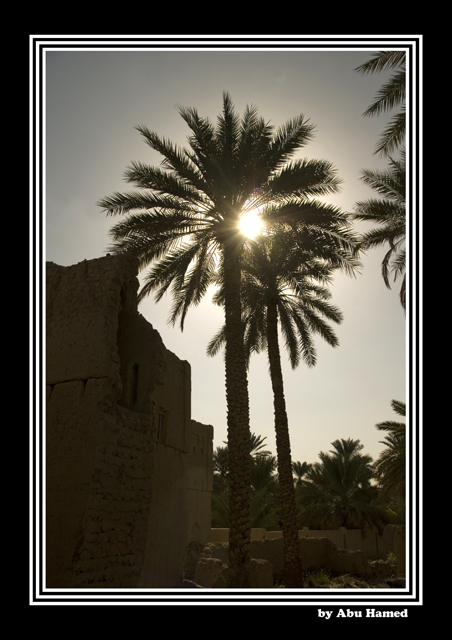 صور من ابداع اعضاء عمان فوتو