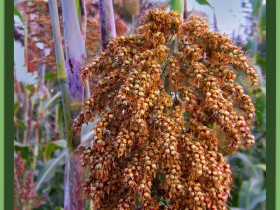 صور من ابداع اعضاء عمان فوتو